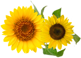 Girasol