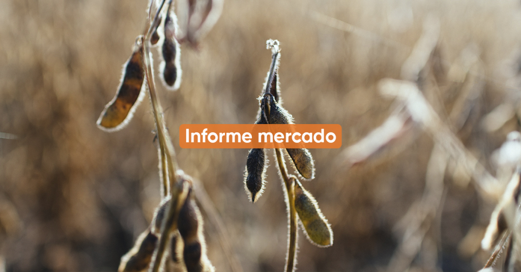 Informe Mercado JUNIO