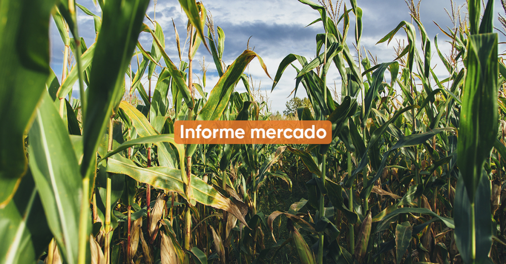 Informe de mercado SEPTIEMBRE