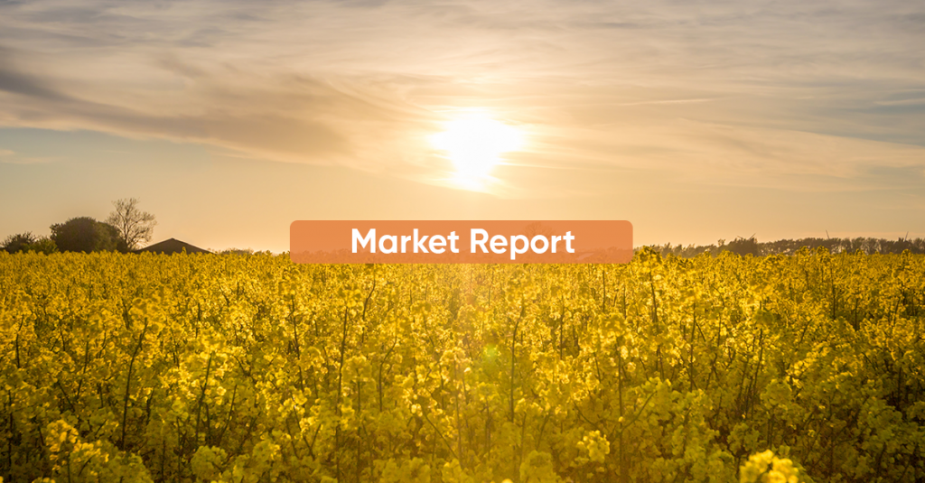Market report OCTOBER 2022