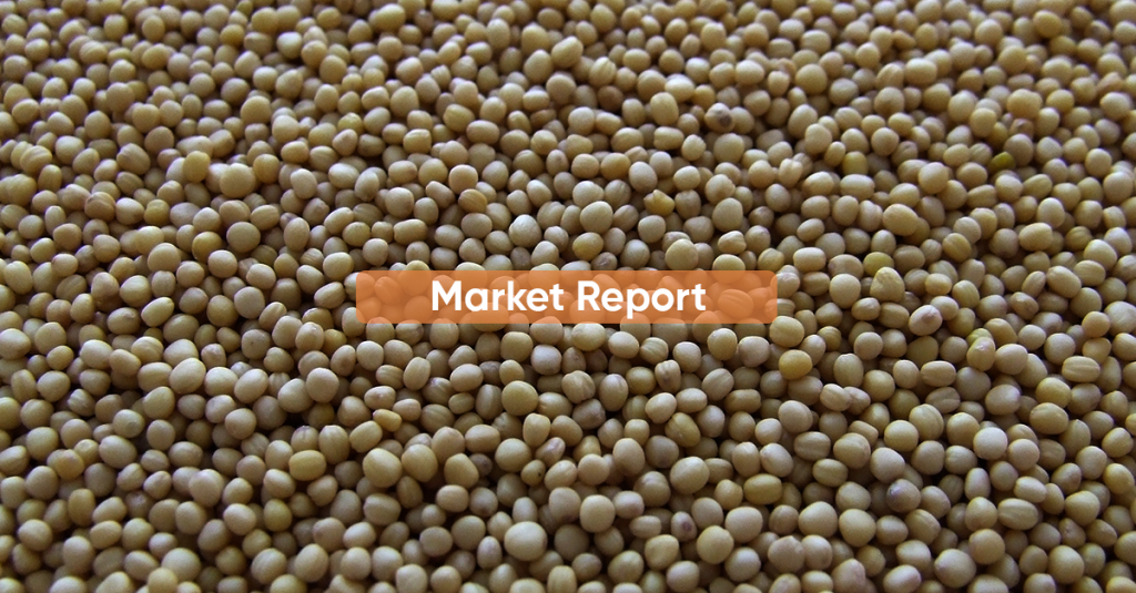 Market report JANUARY 2023